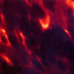 HOSCO® ACOUSTIC PICKGUARD BLANK ADHESIVE 290 x 180 x 0.5mm DARK TORTOISE